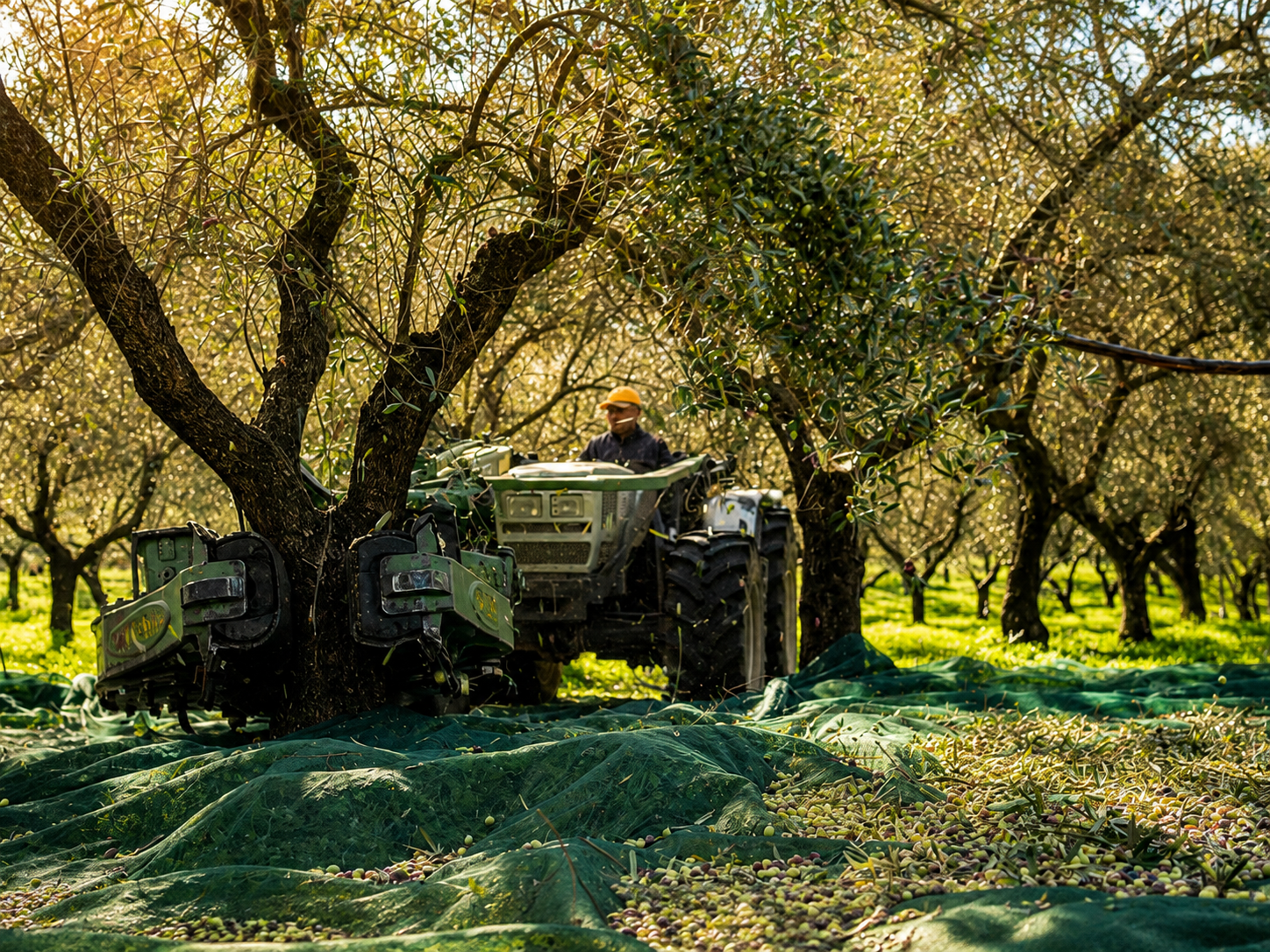 AureoLife olive grove in Calabria