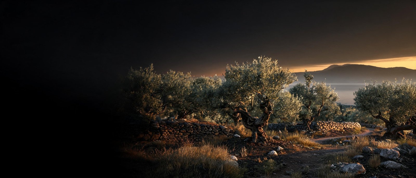 Olive groves in the Calabrian landscape